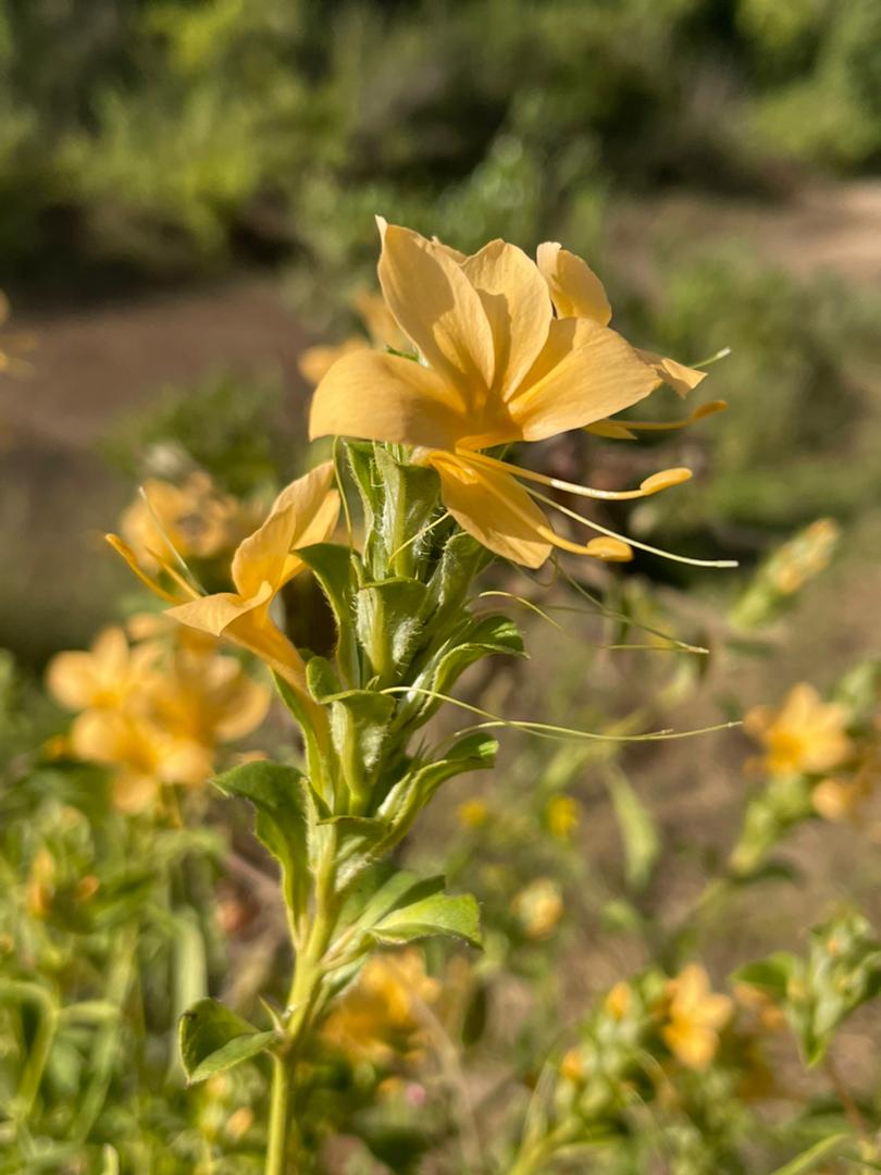 Barleria senensis Barleria senensis