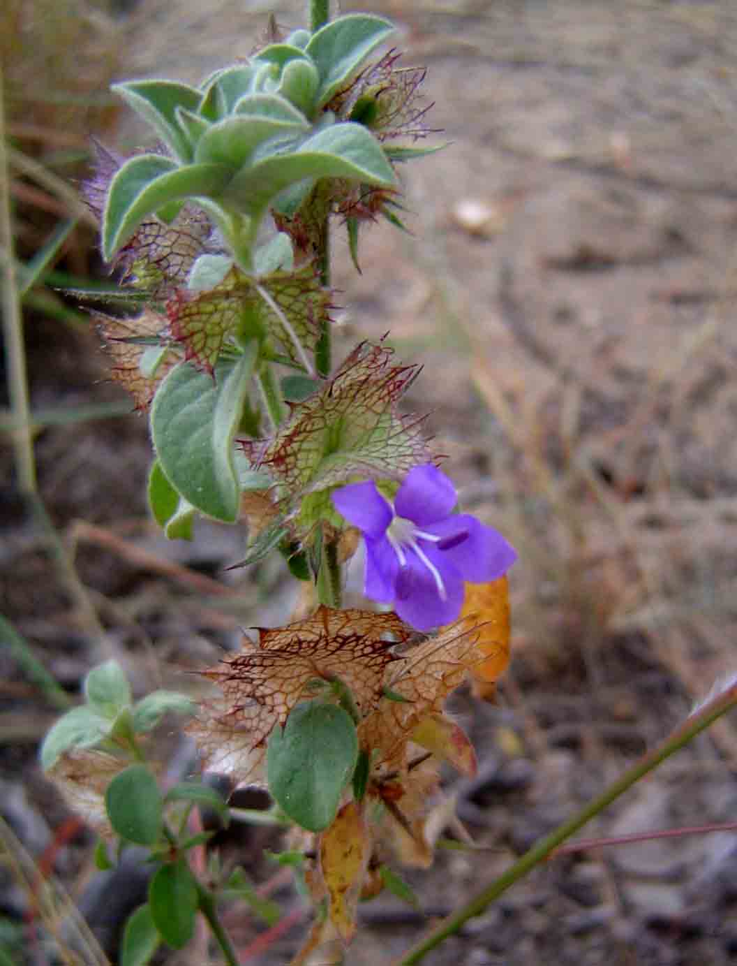 Barleria spinulosa subsp. spinulosa
