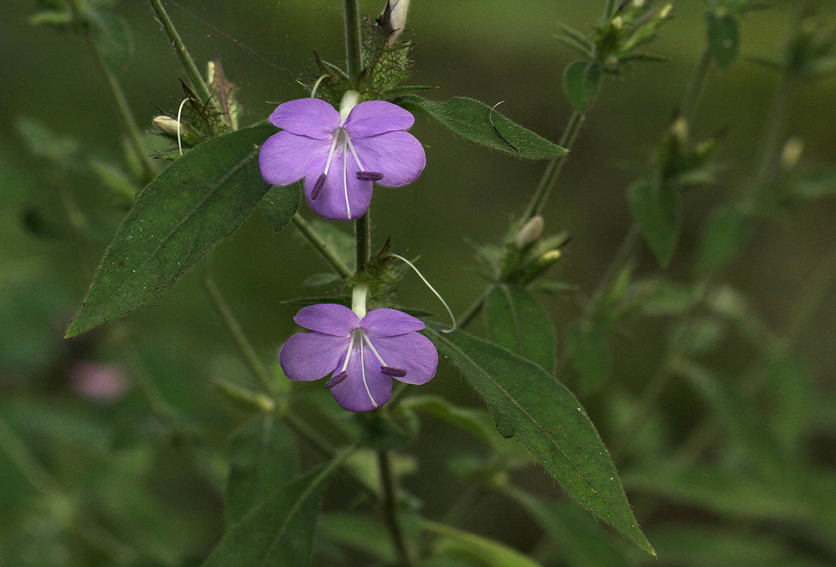 Barleria spinulosa subsp. spinulosa