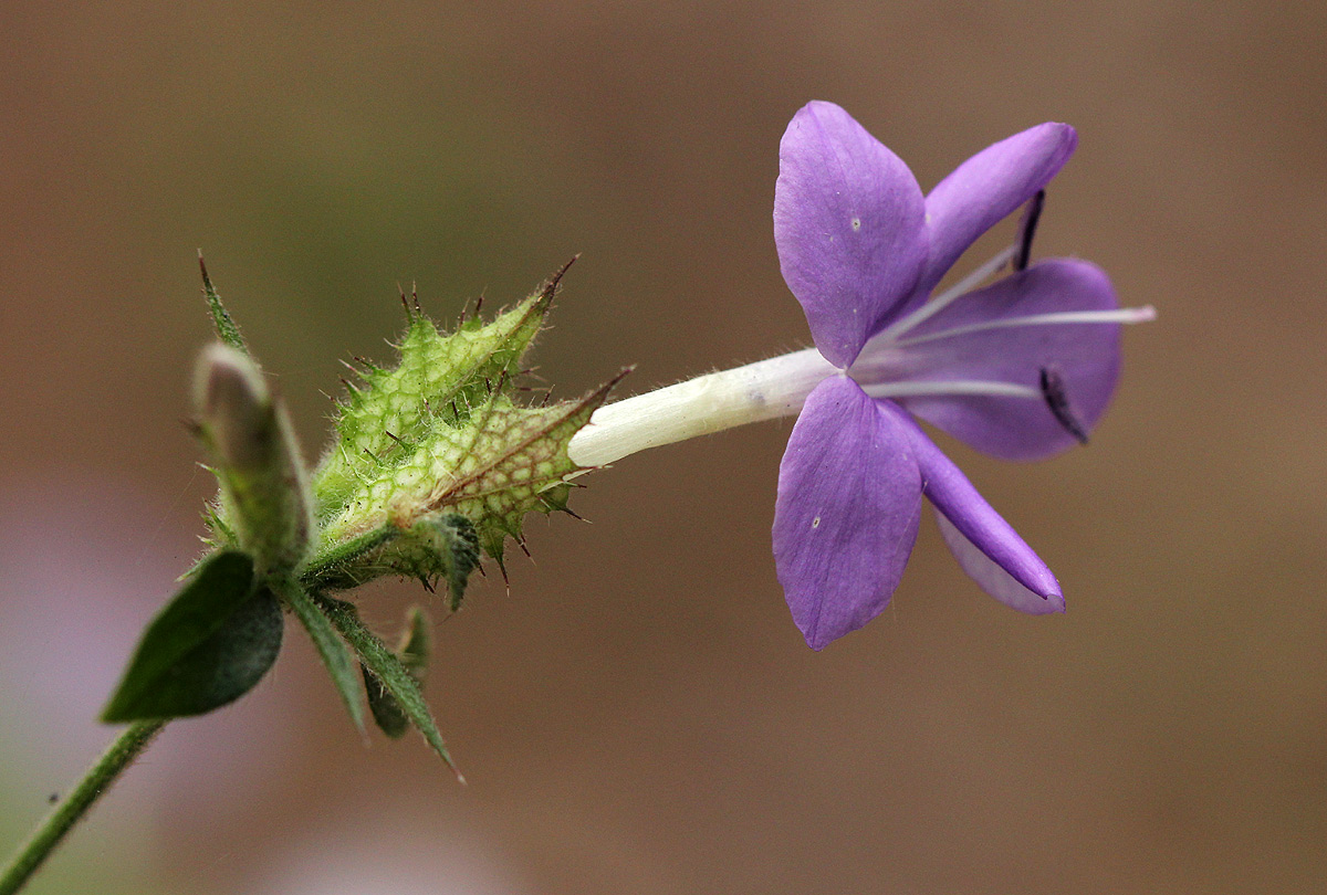 Barleria spinulosa subsp. spinulosa