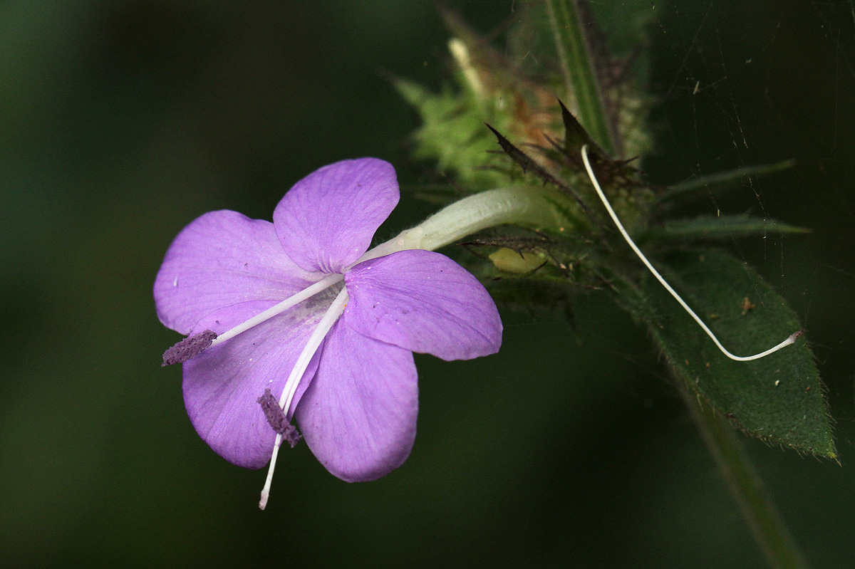 Barleria spinulosa subsp. spinulosa
