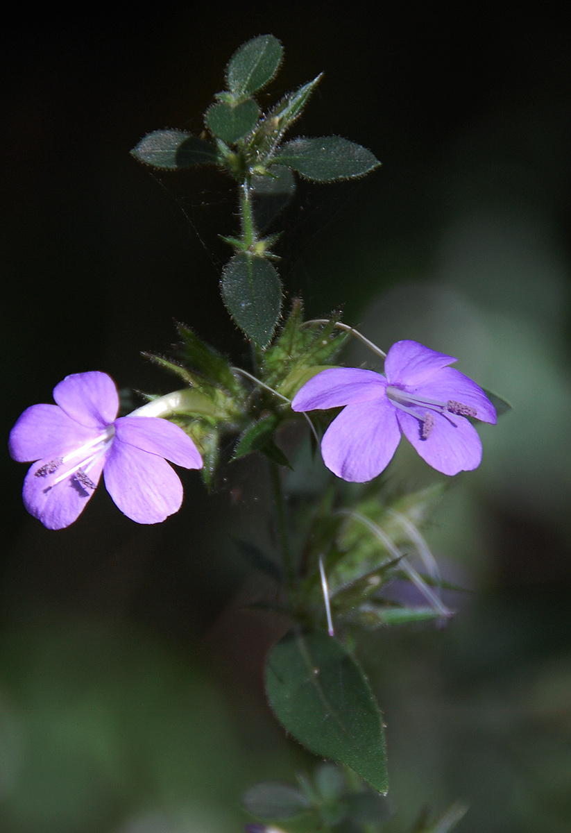 Barleria spinulosa subsp. spinulosa