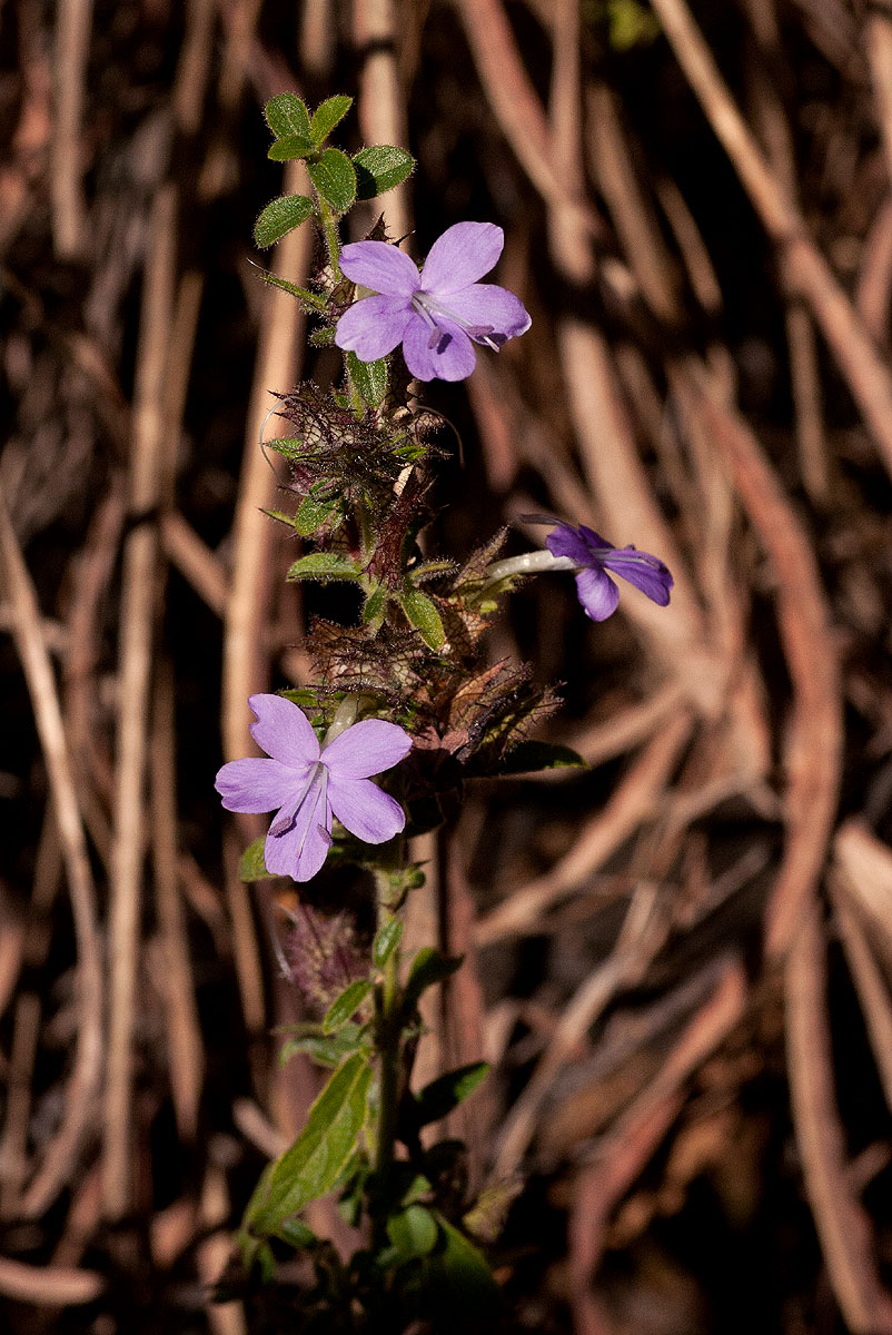 Barleria spinulosa subsp. spinulosa