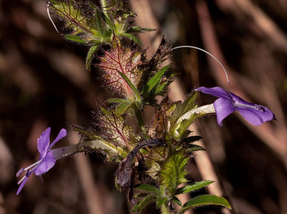 Barleria spinulosa subsp. spinulosa Barleria spinulosa subsp. spinulosa
