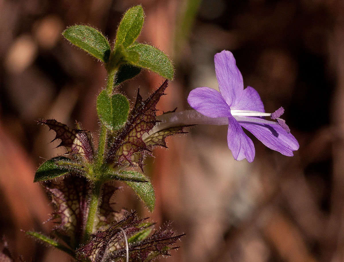 Barleria spinulosa subsp. spinulosa