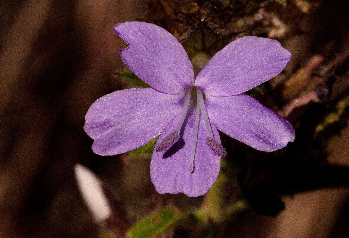 Barleria spinulosa subsp. spinulosa
