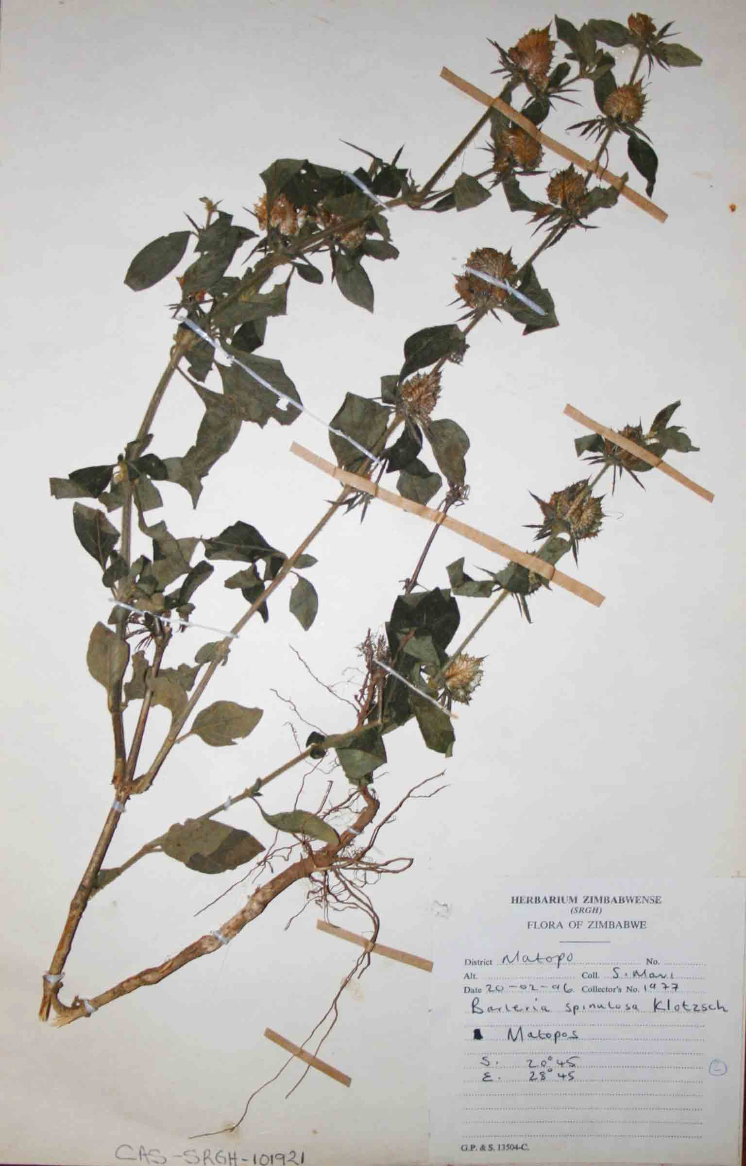 Barleria spinulosa subsp. spinulosa