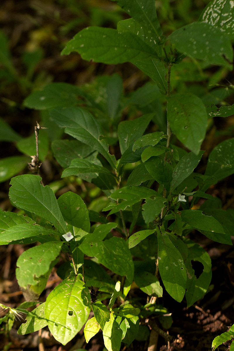 Neuracanthus africanus