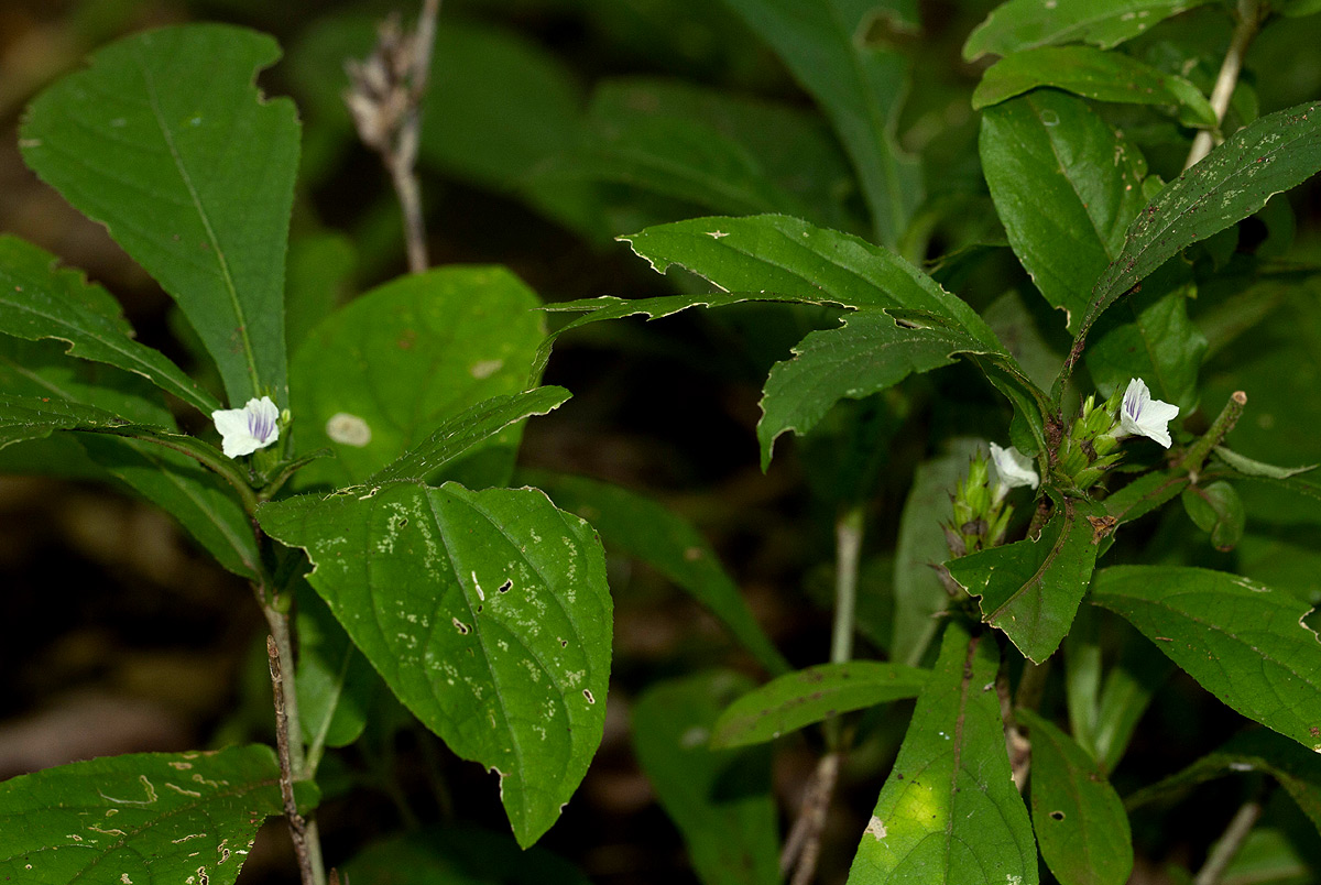 Neuracanthus africanus