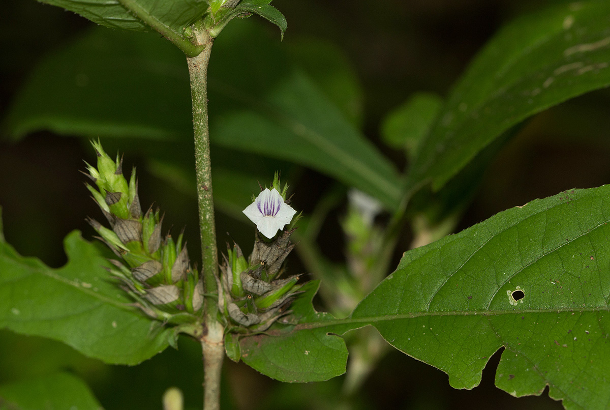 Neuracanthus africanus