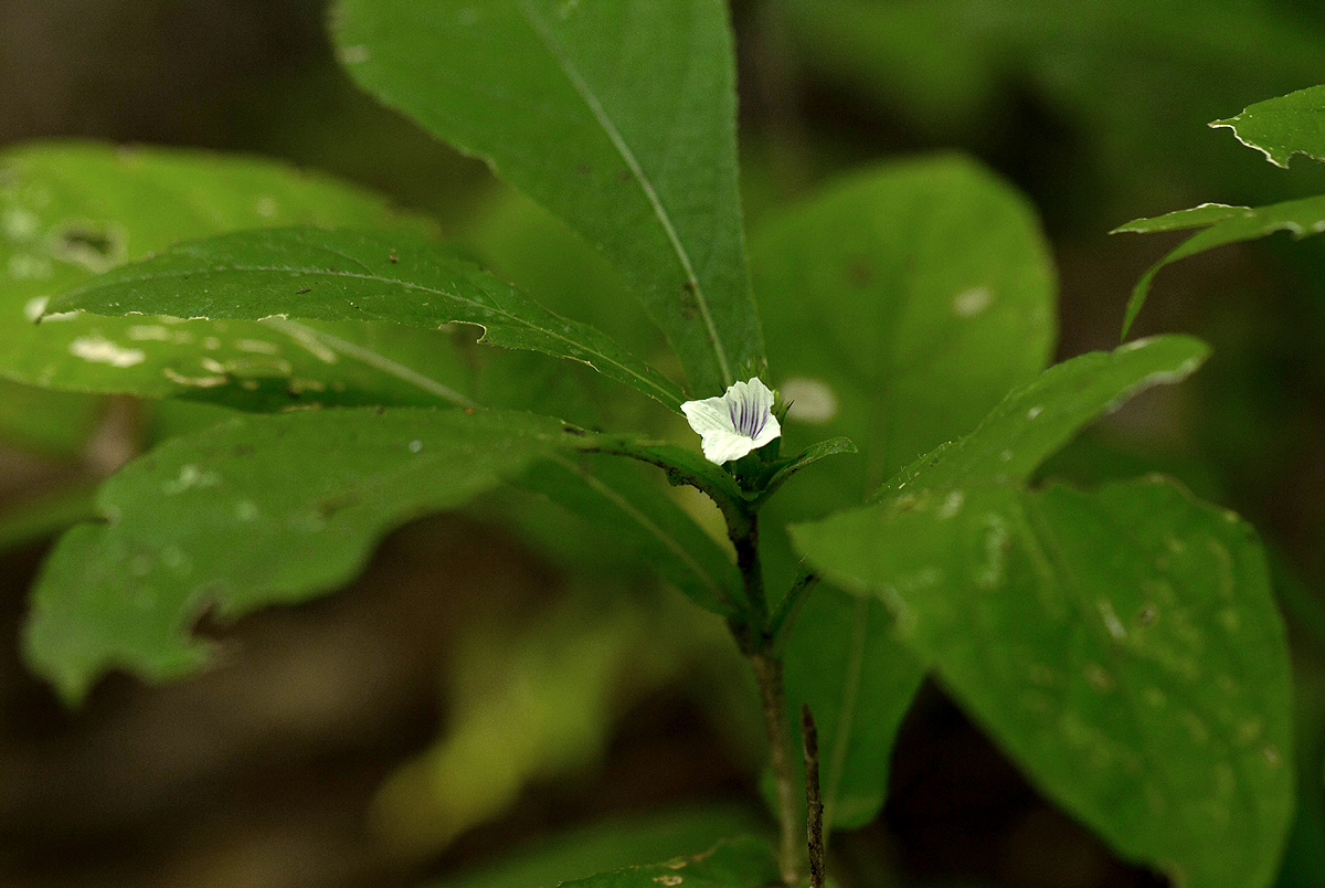 Neuracanthus africanus