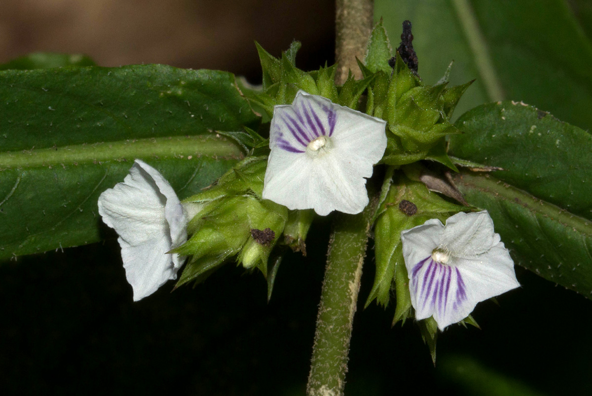 Neuracanthus africanus