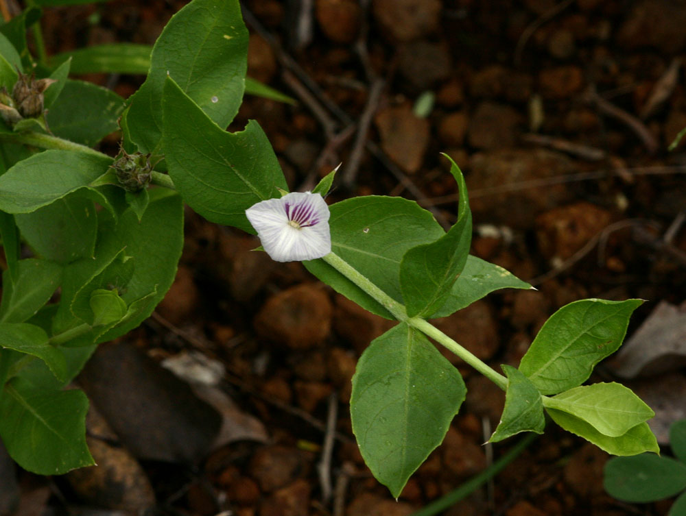 Neuracanthus africanus