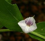 Neuracanthus africanus