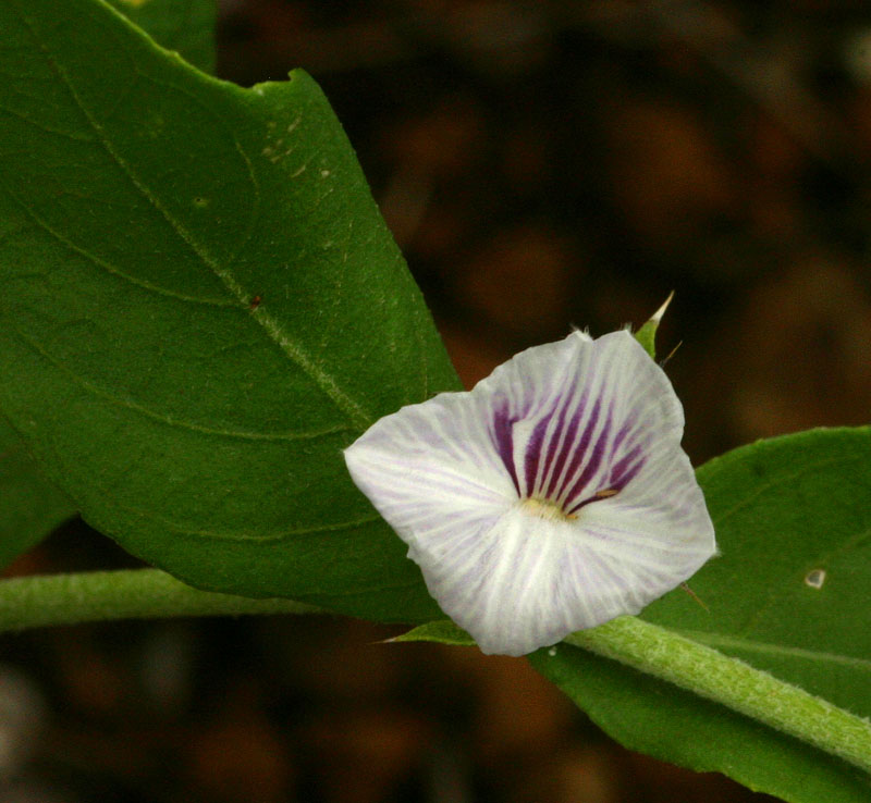 Neuracanthus africanus