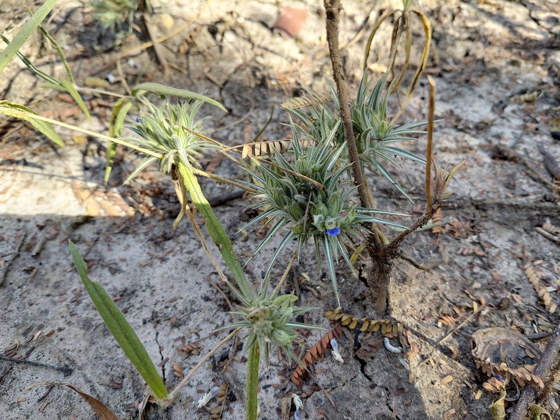 Blepharis bainesii
