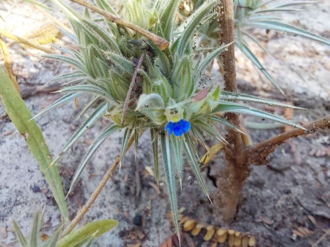 Blepharis bainesii