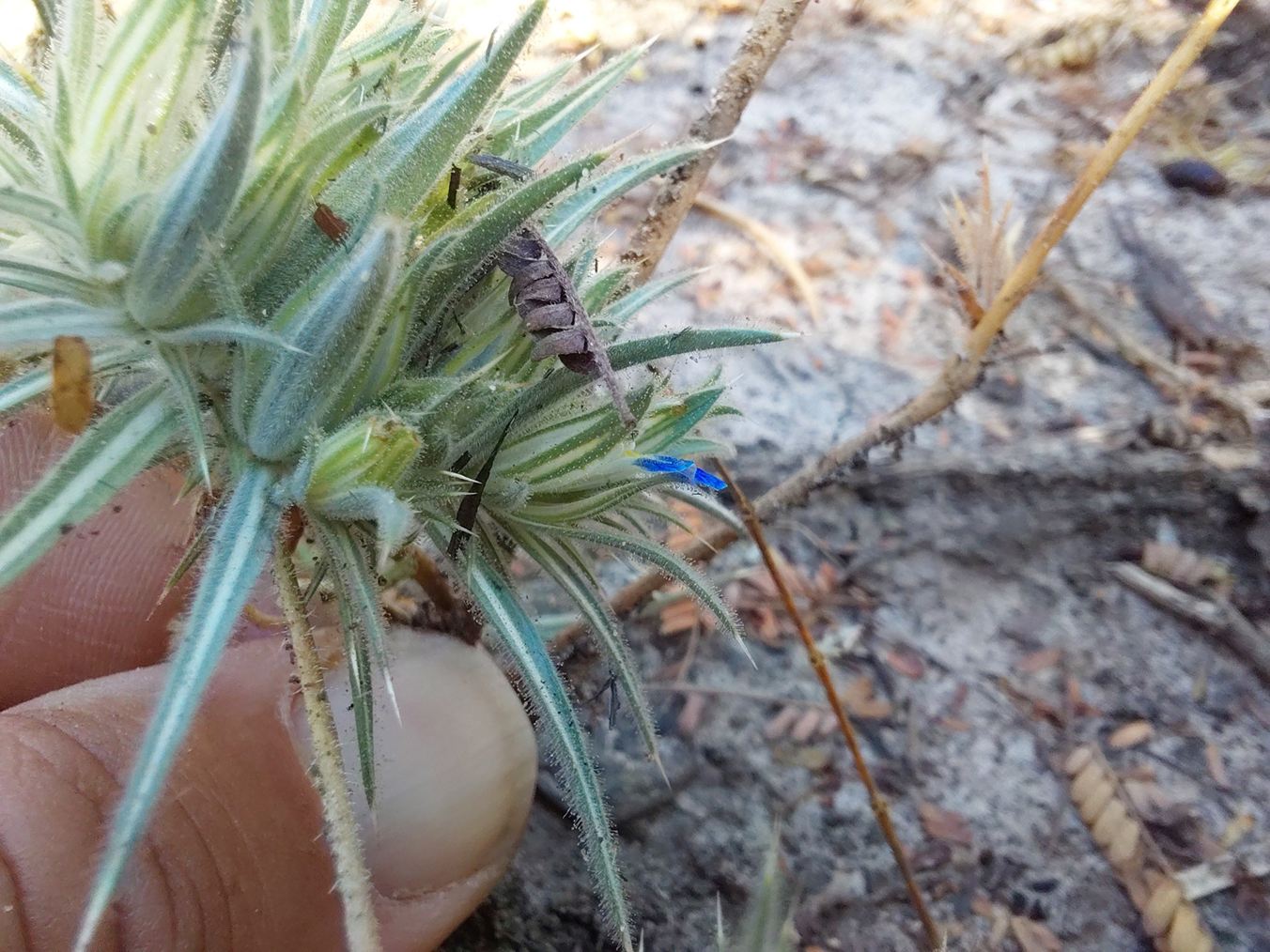 Blepharis bainesii