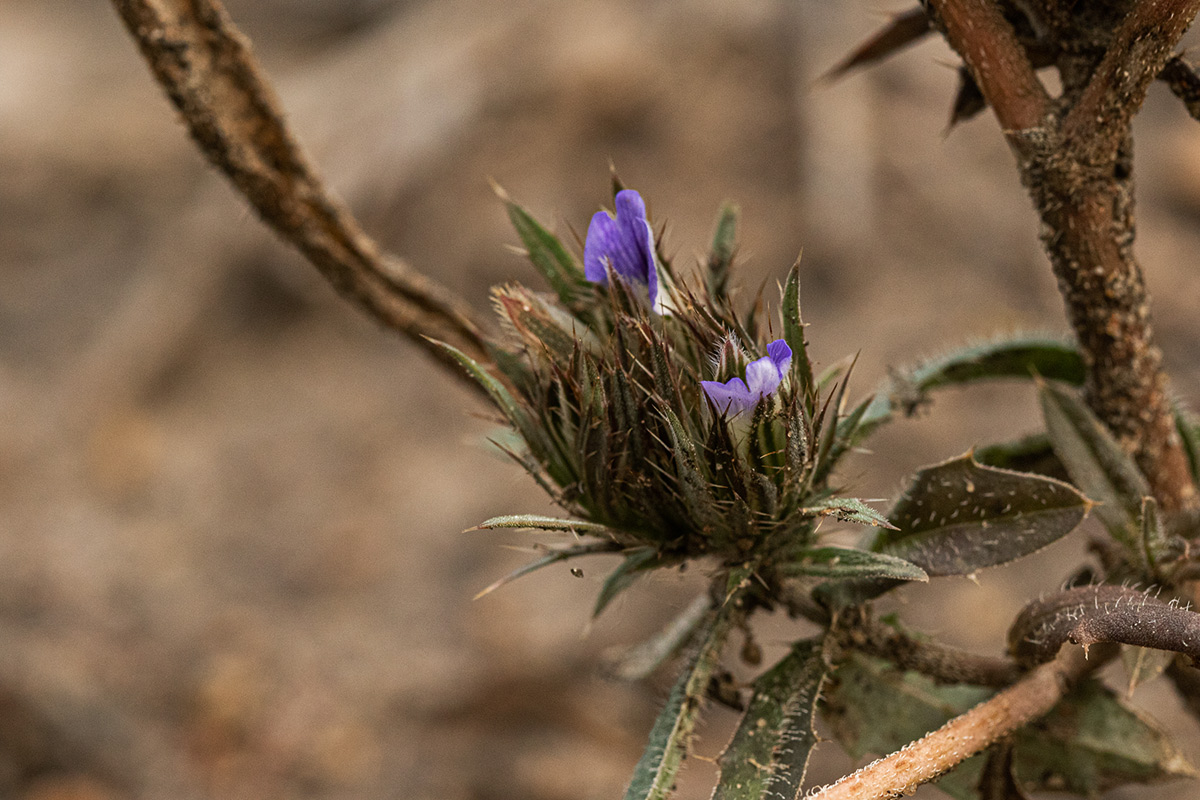 Blepharis leendertziae