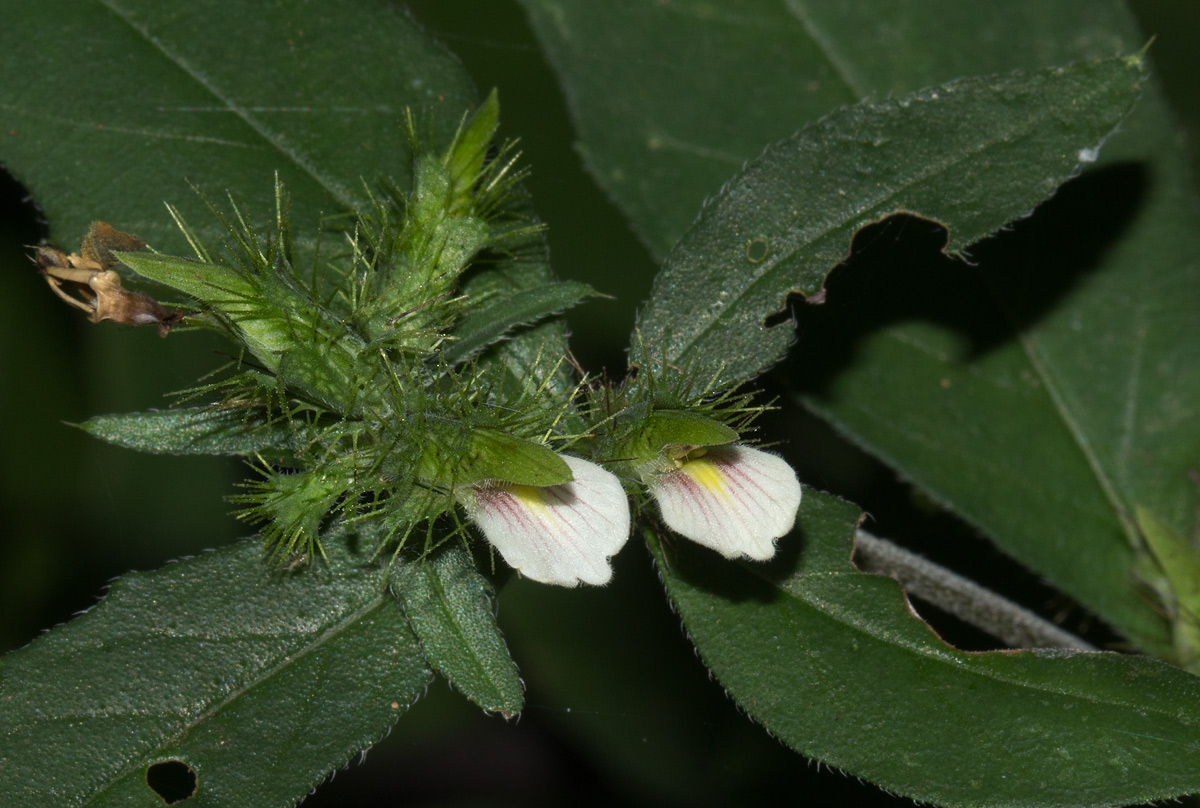 Blepharis maderaspatensis