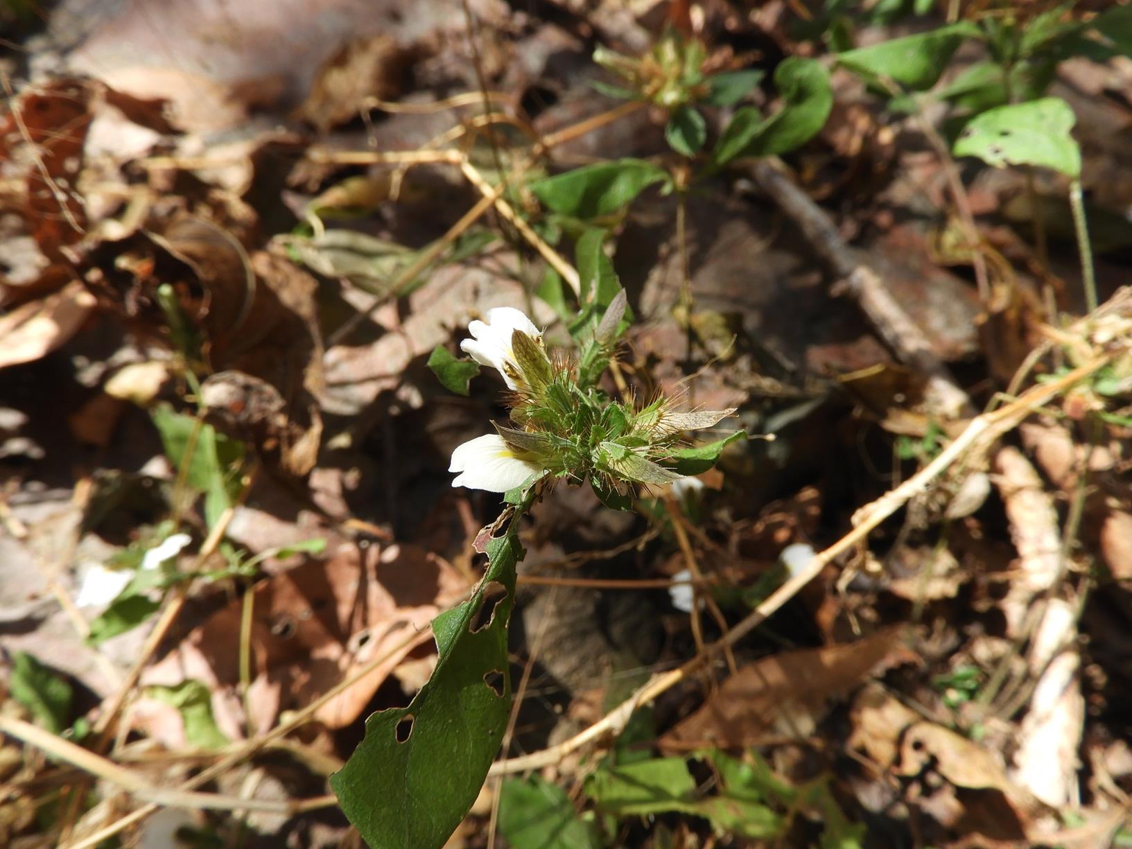 Blepharis maderaspatensis Blepharis maderaspatensis