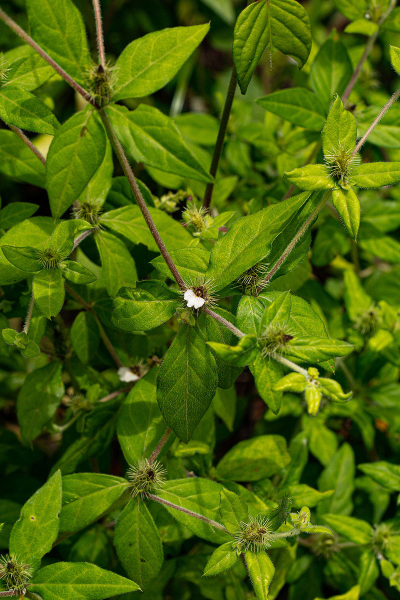 Blepharis maderaspatensis Blepharis maderaspatensis