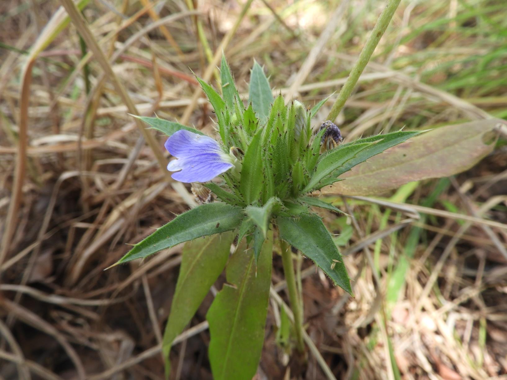 Blepharis tenuiramea