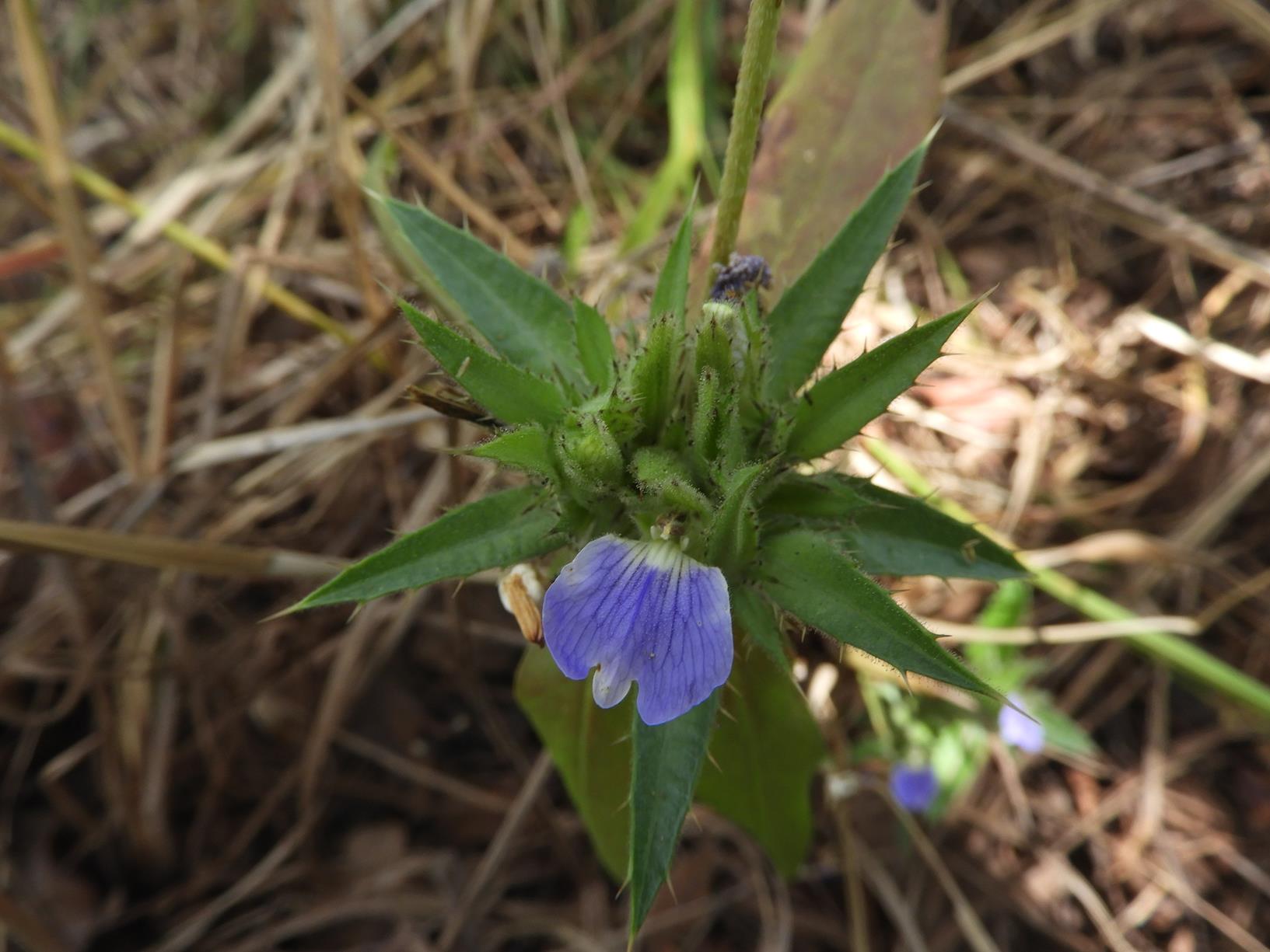 Blepharis tenuiramea Blepharis tenuiramea