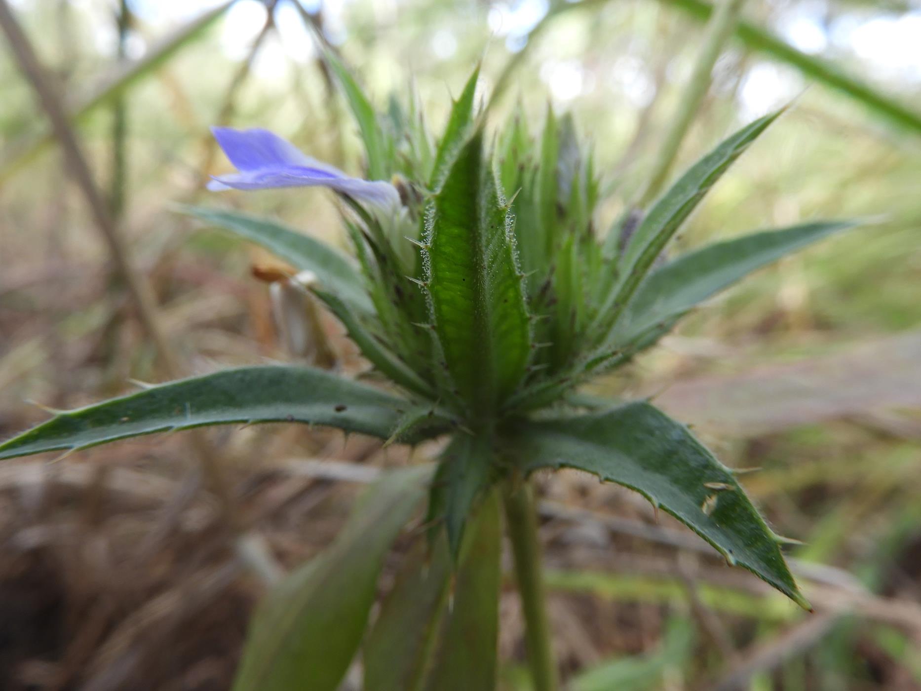 Blepharis tenuiramea Blepharis tenuiramea