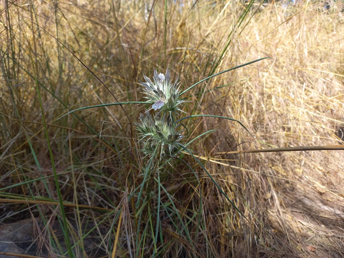 Blepharis tenuiramea