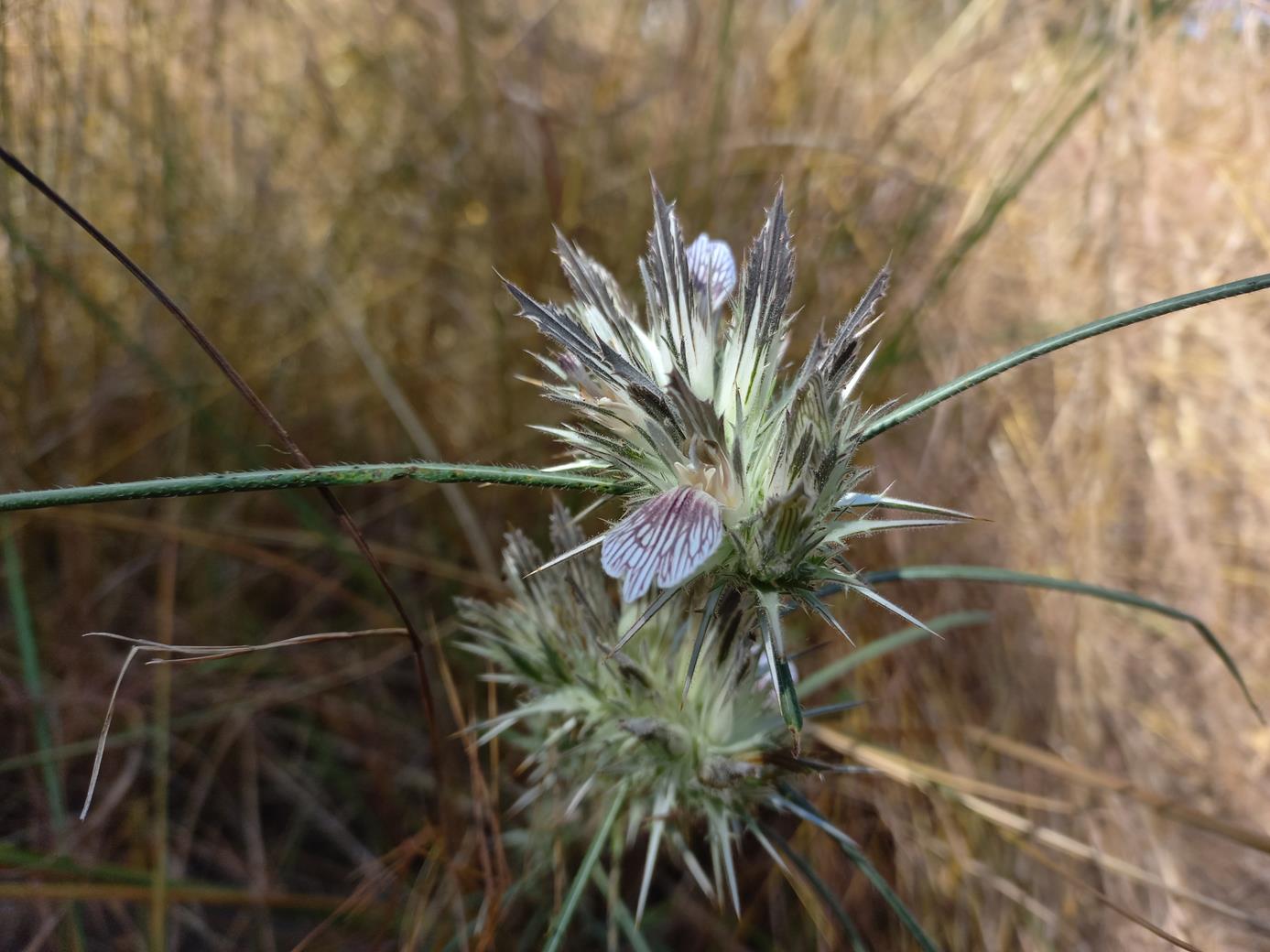 Blepharis tenuiramea Blepharis tenuiramea