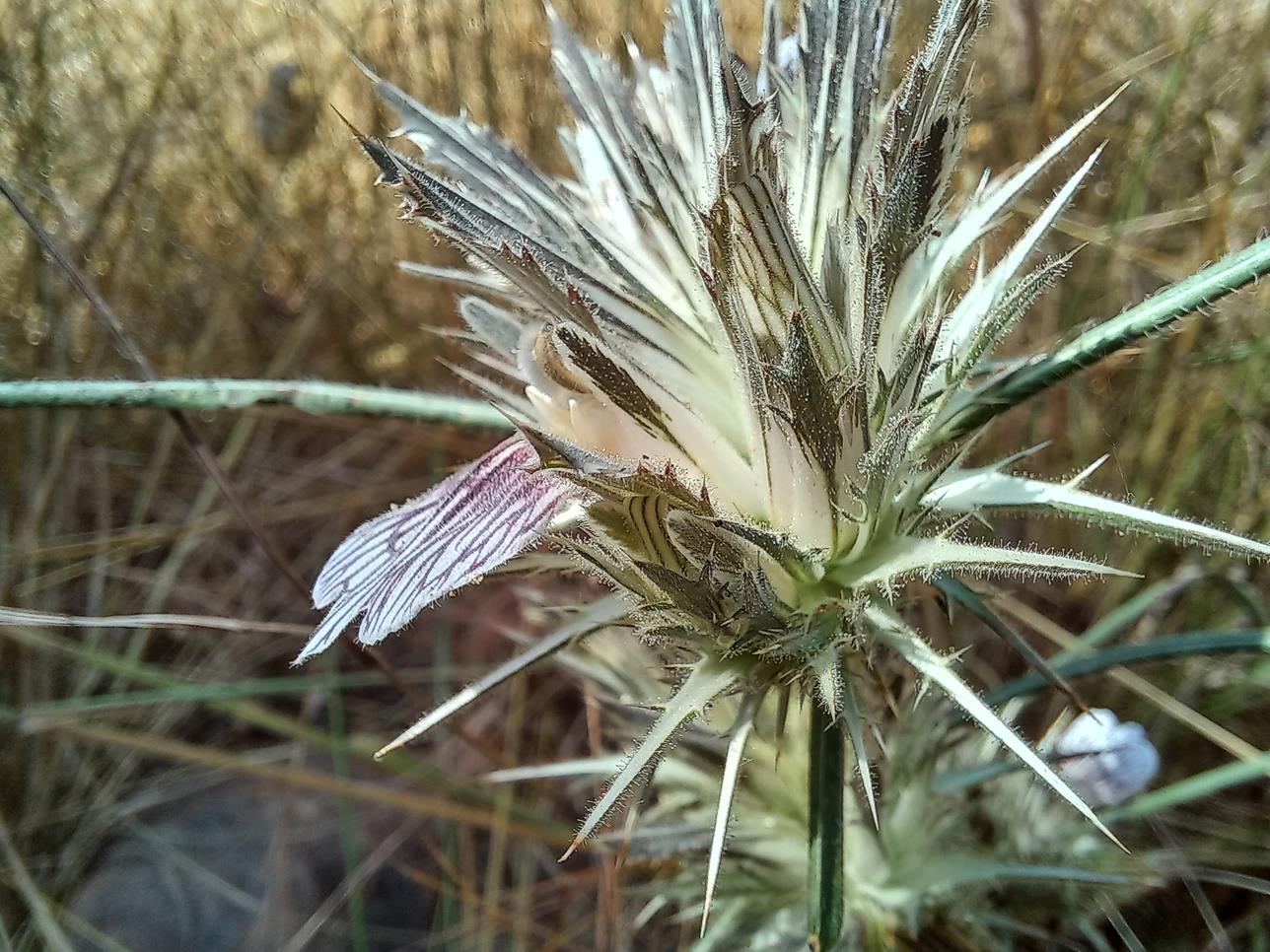 Blepharis tenuiramea Blepharis tenuiramea