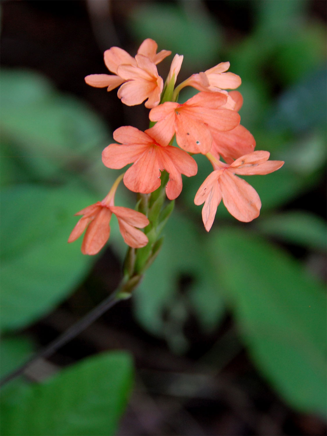 Crossandra puberula