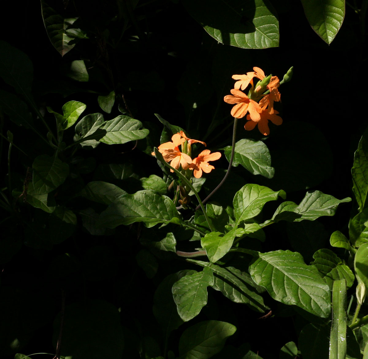 Crossandra puberula