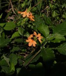 Crossandra puberula