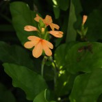 Crossandra puberula