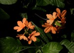 Crossandra puberula
