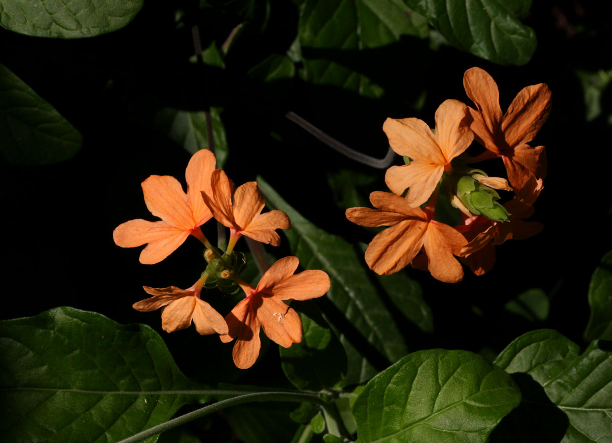 Crossandra puberula