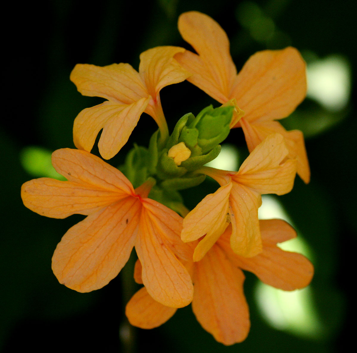 Crossandra puberula Crossandra puberula