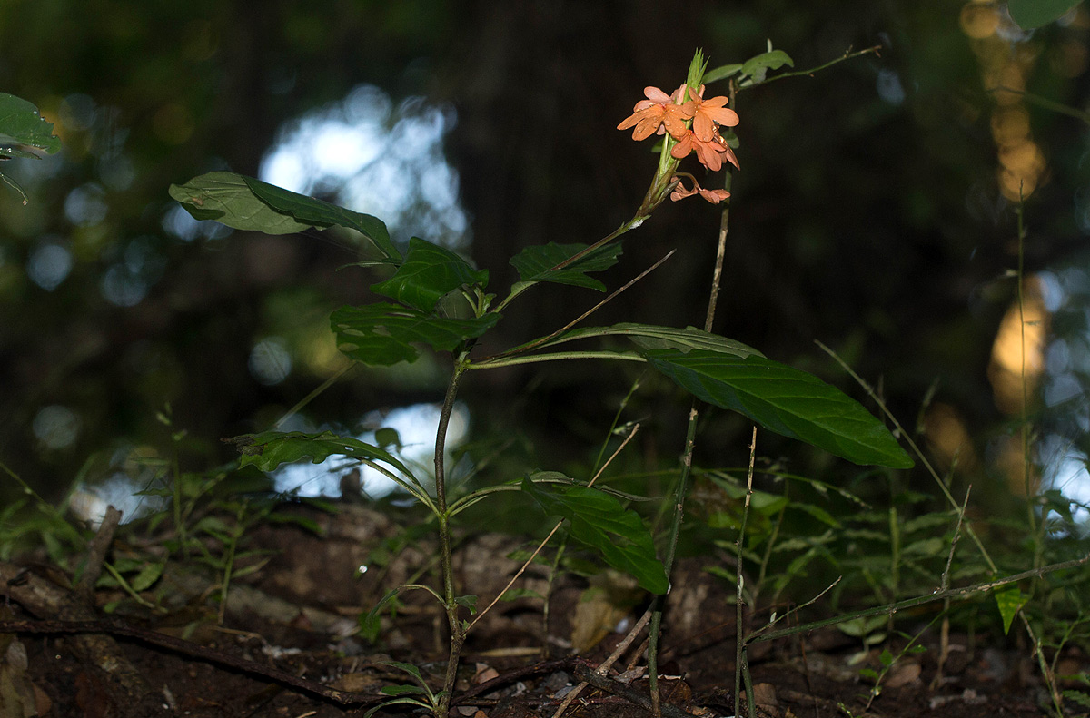 Crossandra puberula