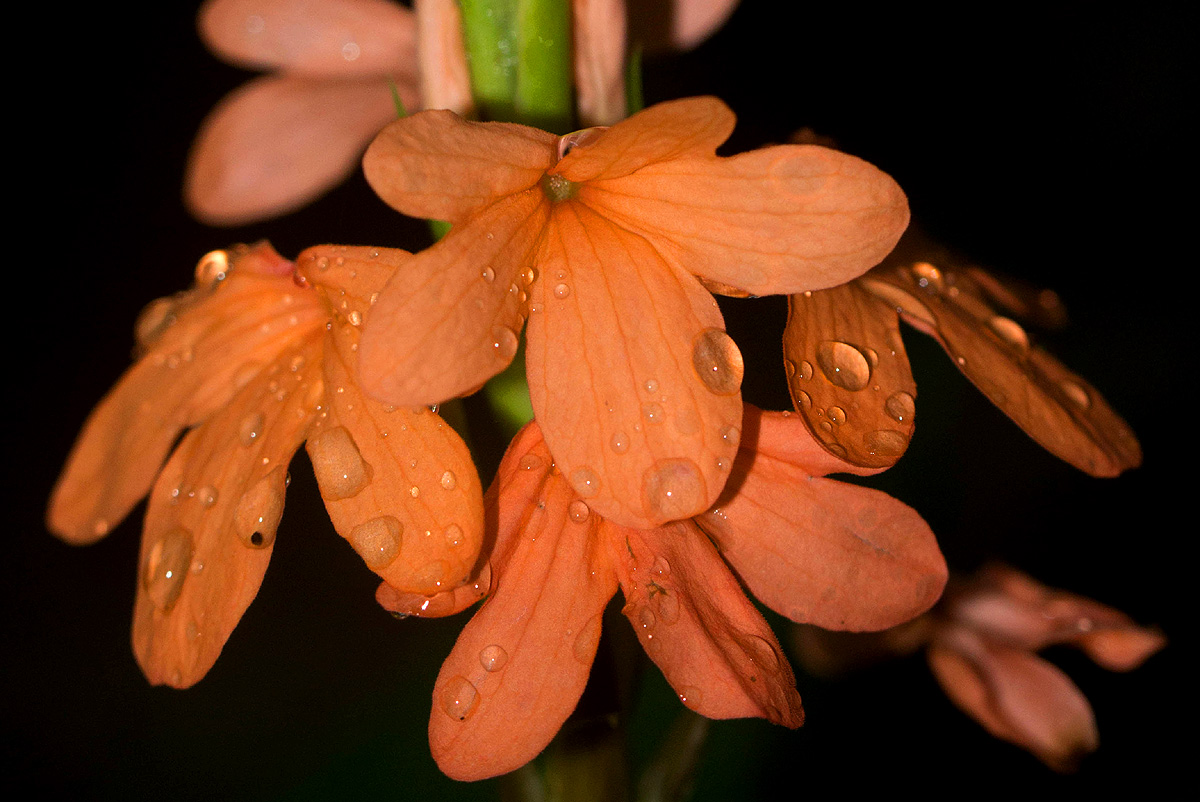 Crossandra puberula Crossandra puberula