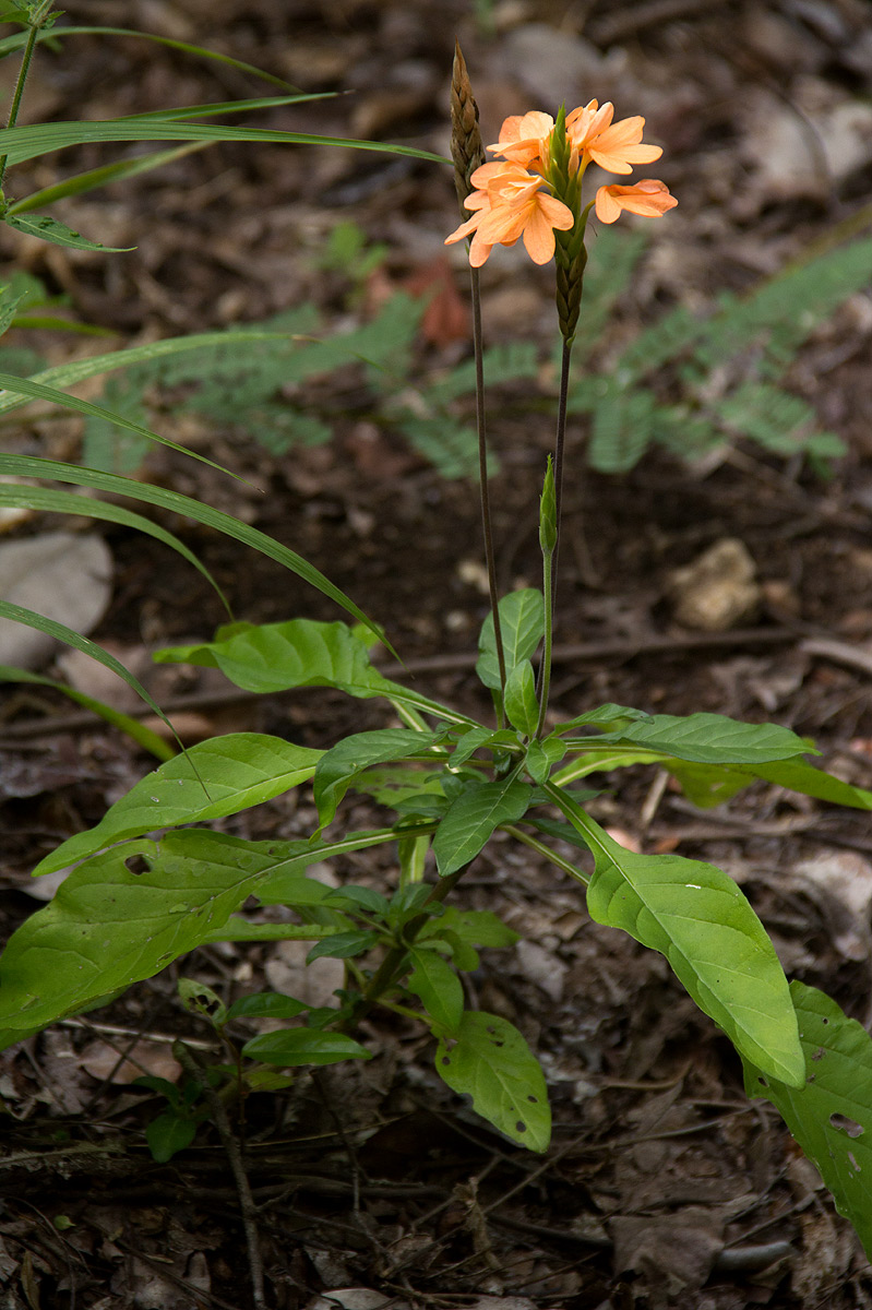 Crossandra puberula