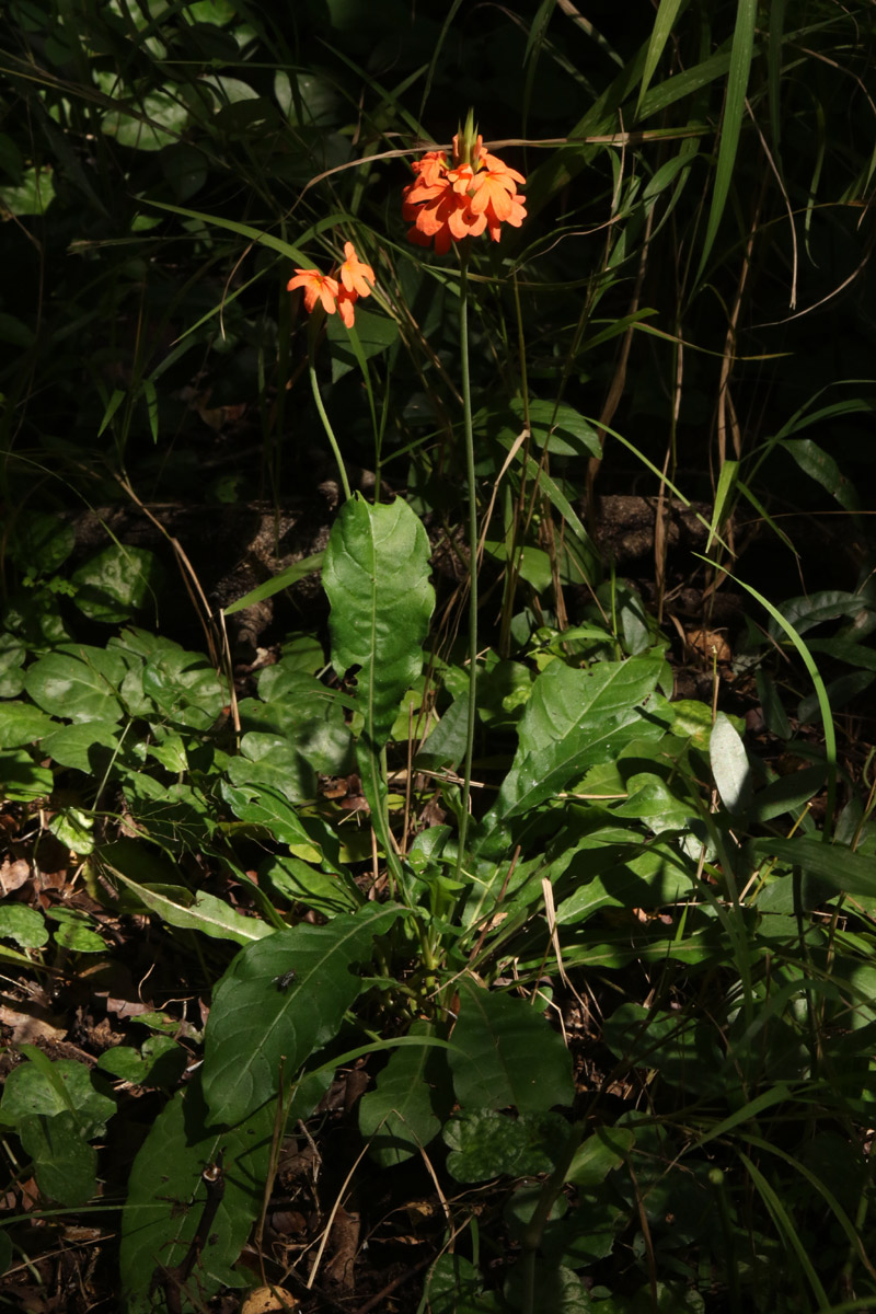 Crossandra puberula Crossandra puberula