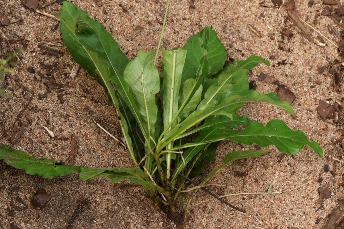 Crossandra puberula Crossandra puberula