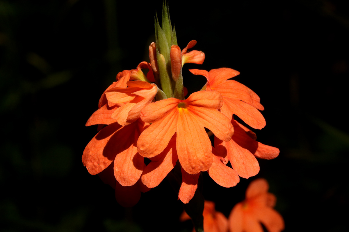 Crossandra puberula Crossandra puberula
