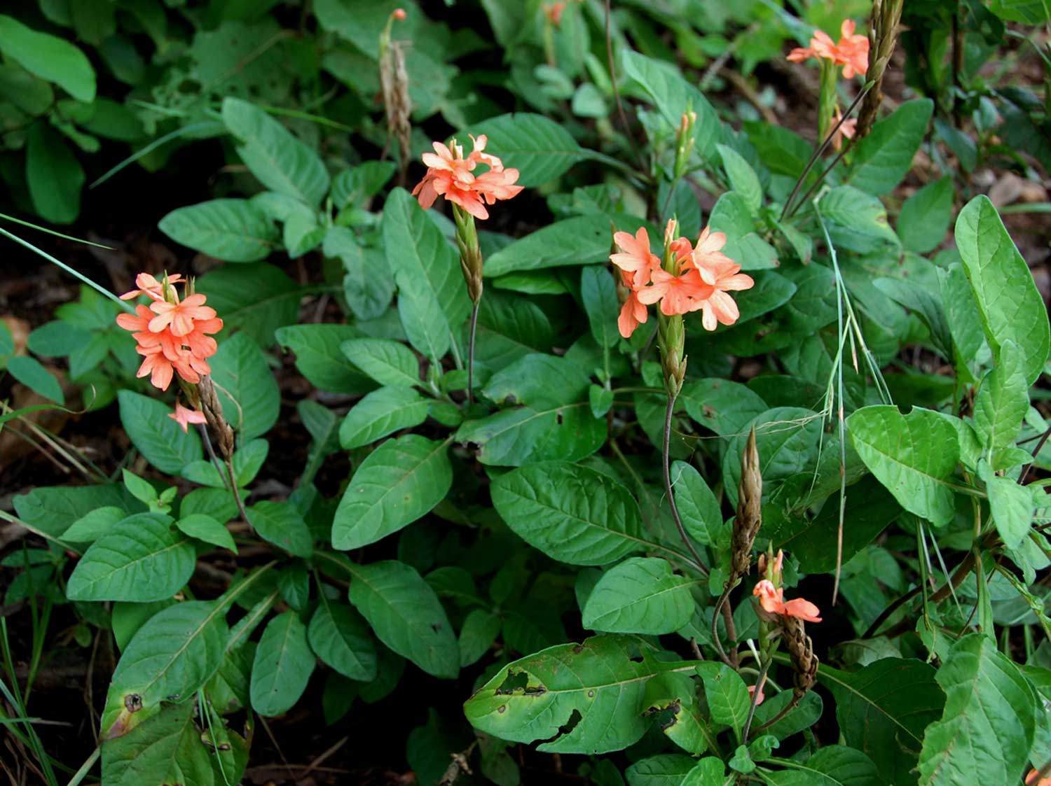 Crossandra puberula