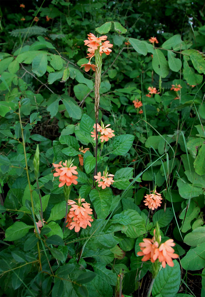 Crossandra puberula