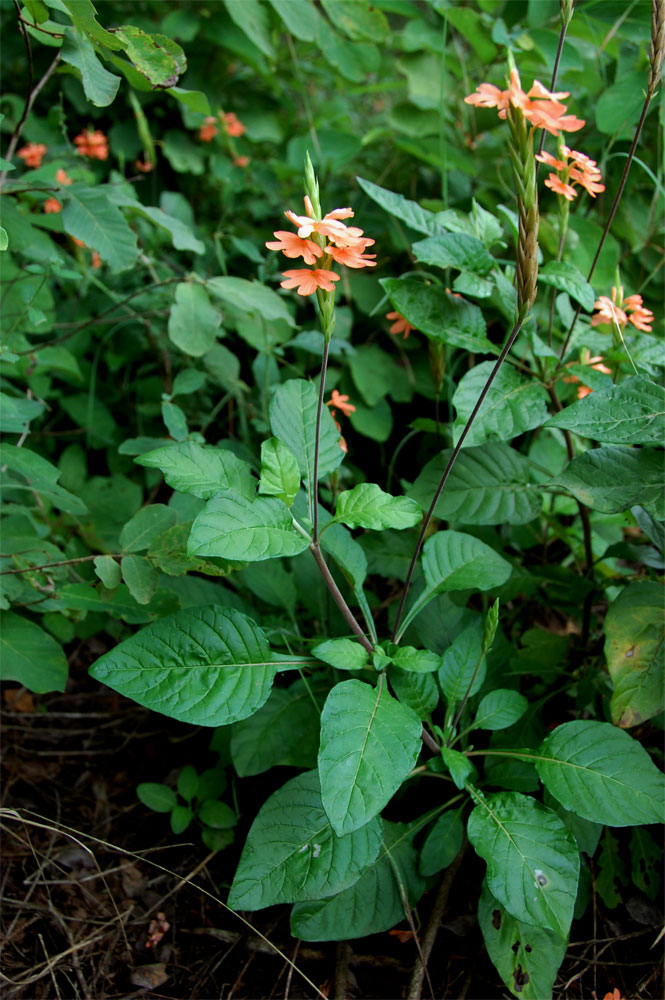Crossandra puberula