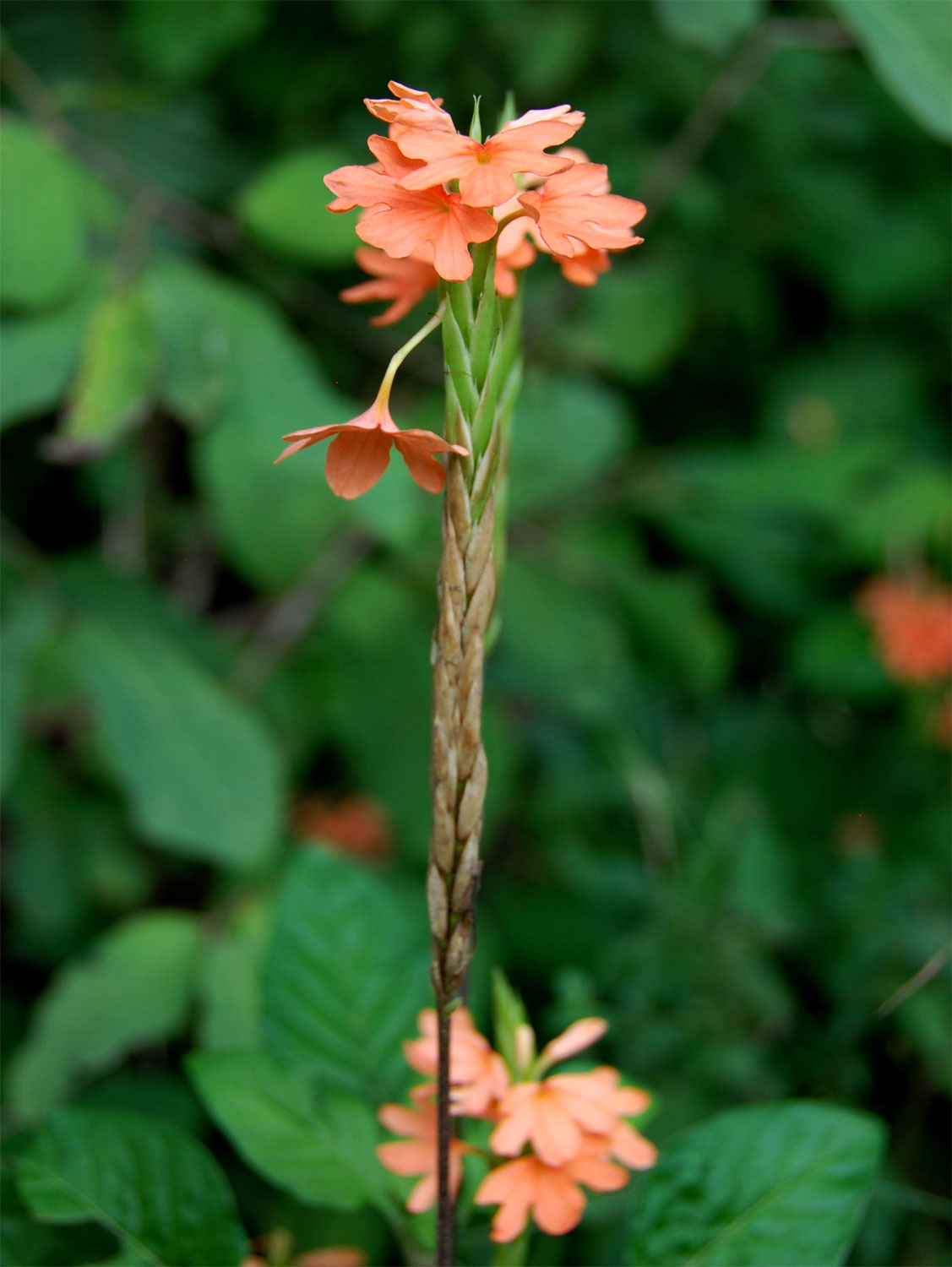 Crossandra puberula