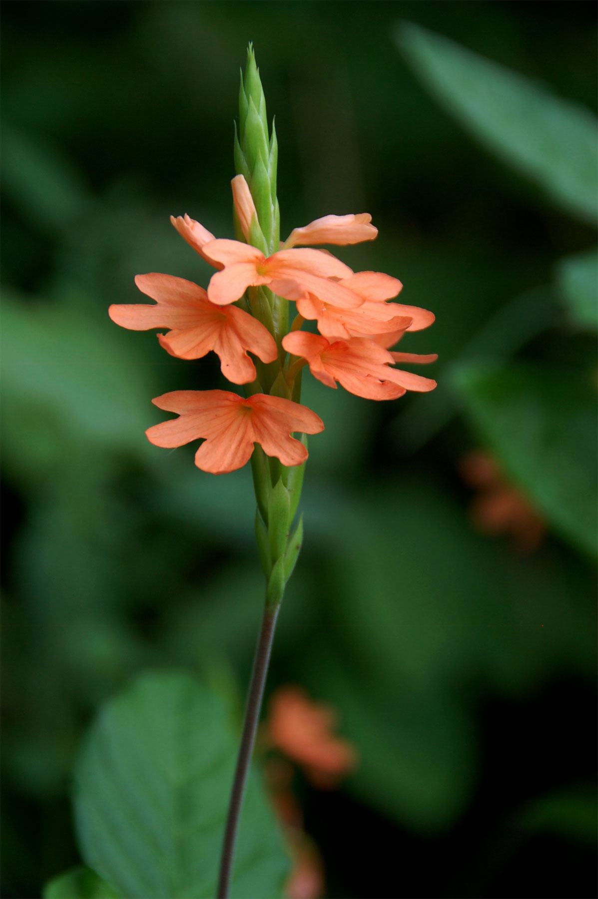 Crossandra puberula